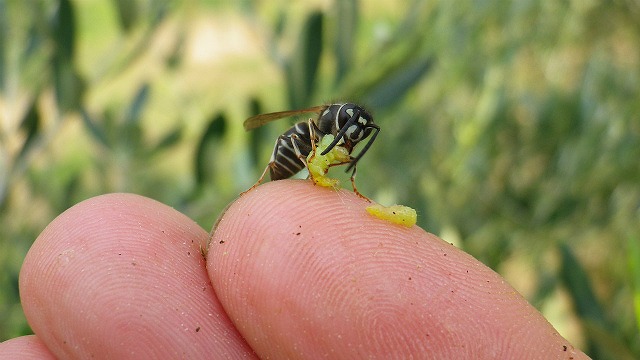 ハマキムシを食べる手乗りクロスズメバチ