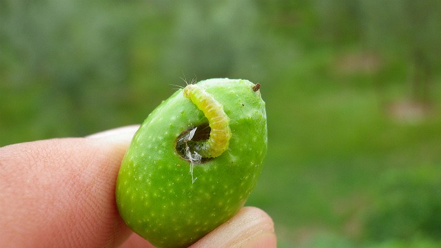 オリーブの実を食べるハマキムシ