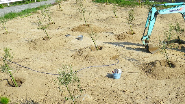 オリーブは浅植えが鉄則 深植えするとこうなる オリーブ生態実験 山田オリーブ園