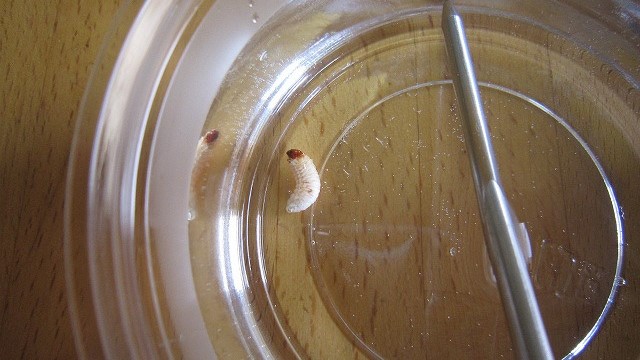 オリーブアナアキゾウムシの幼虫の致死水温