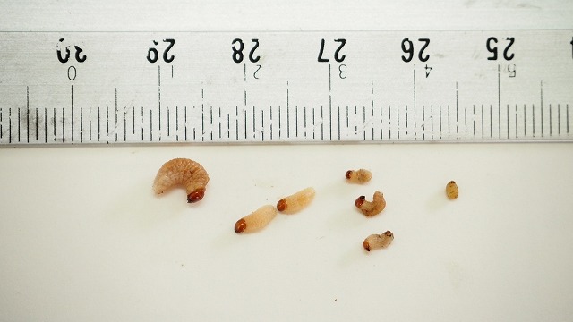 オリーブアナアキゾウムシの幼虫のサイズ