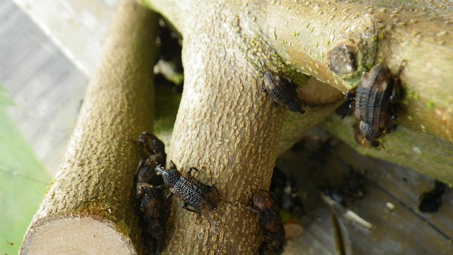 オリーブの樹皮を食べるオリーブアナアキゾウムシ