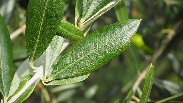 オリーブの葉　マンザニロ