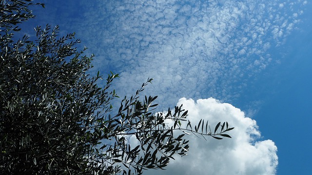 秋の雲夏の雲,小豆島,オリーブ畑