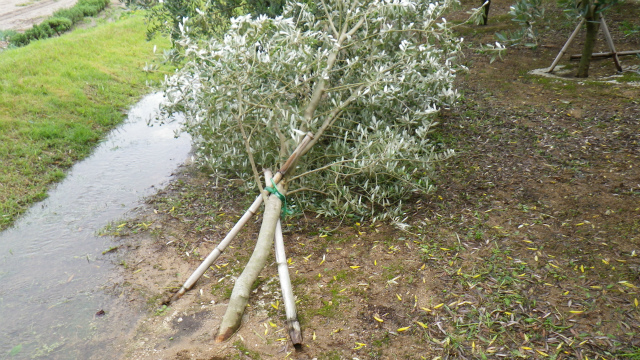 オリーブの竹の支柱