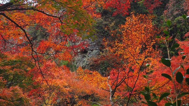 秋の寒霞渓