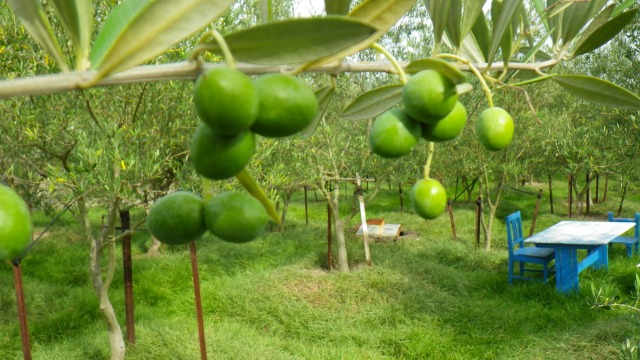小豆島の有機オリーブ畑