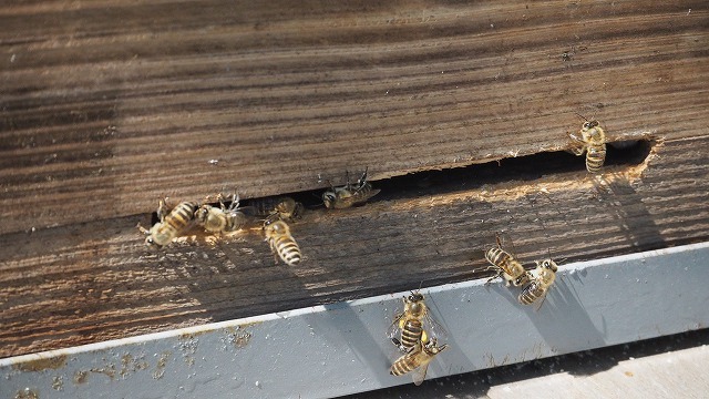 二ホンミツバチの巣箱