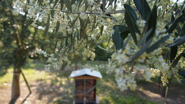 オリーブ畑のミツバチの巣箱