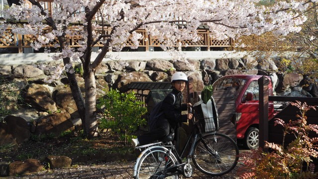 始業式・小豆島で桜が満開
