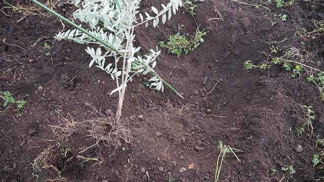 イノシシに掘り返されたオリーブの苗