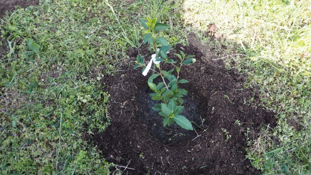 オリーブ畑に茶の木を植える