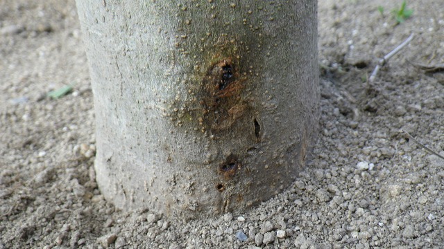 オリーブアナアキゾウムシの幼虫に食害されて黒くシミになった樹皮