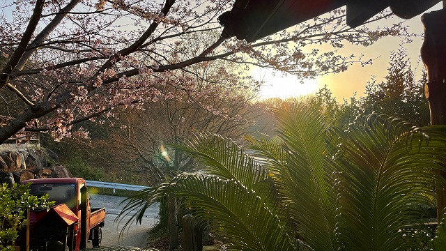 小豆島窓辺の風景　桜開花
