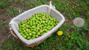 【2022年秋収穫】小豆島産有機オリーブ果実（マンザニロ種）を販売します。