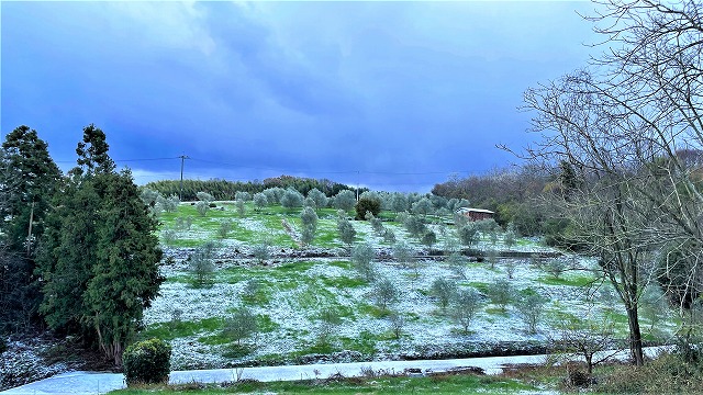 三豊の有機オリーブ畑