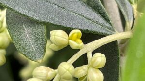 2023年のオリーブ開花状況