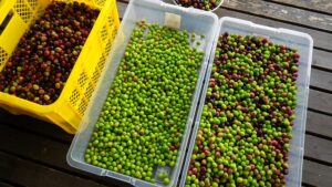 【2023年秋収穫】小豆島産有機オリーブ果実（マンザニロ種）を販売します。