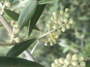 2025年のオリーブ開花状況