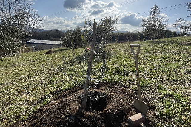 三豊に植えた香オリ5号