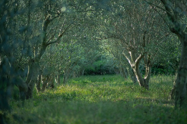 オリーブの深い森