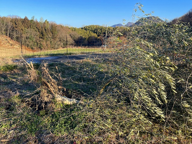 オリーブ倒木IMG_5311