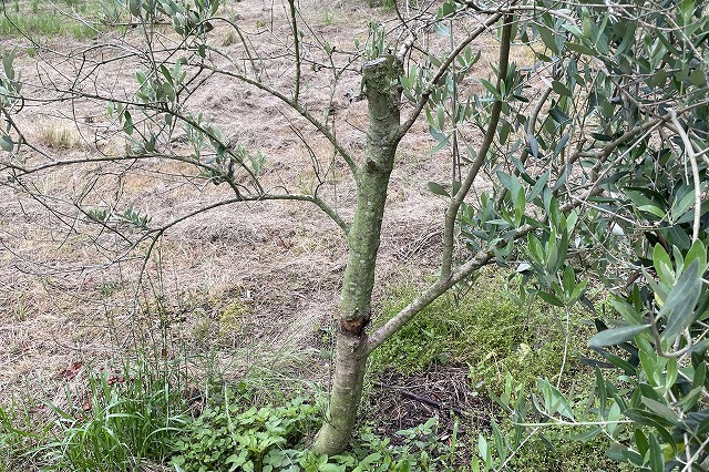 三豊のオリーブ畑2022年春弱った木コウモリガ