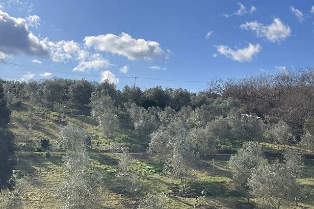 三豊のオリーブ畑