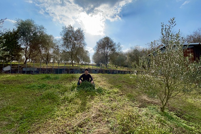 三豊のオリーブ畑の山田典章