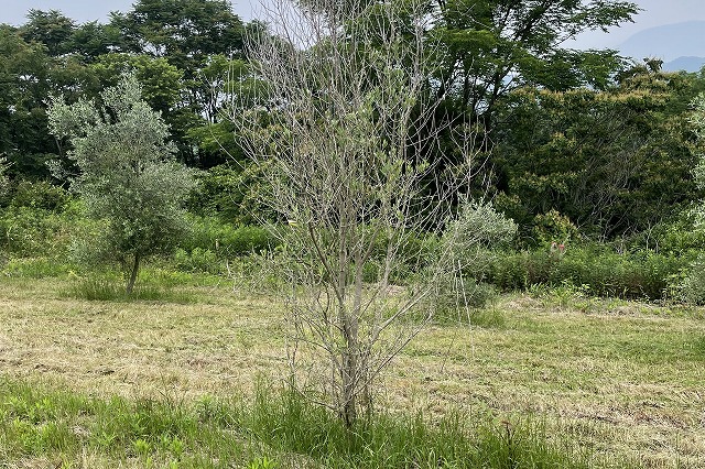 三豊のオリーブ畑2022年春弱った木