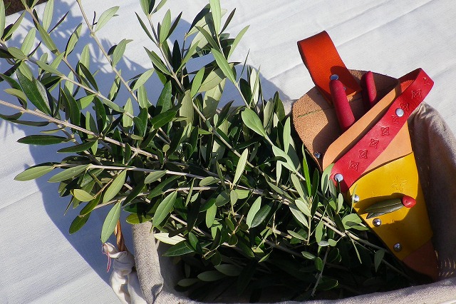 オリーブの枝葉