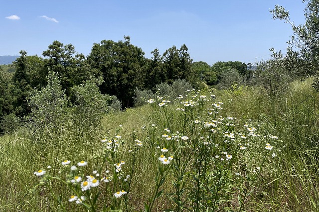 三豊のオリーブ畑 2022年春