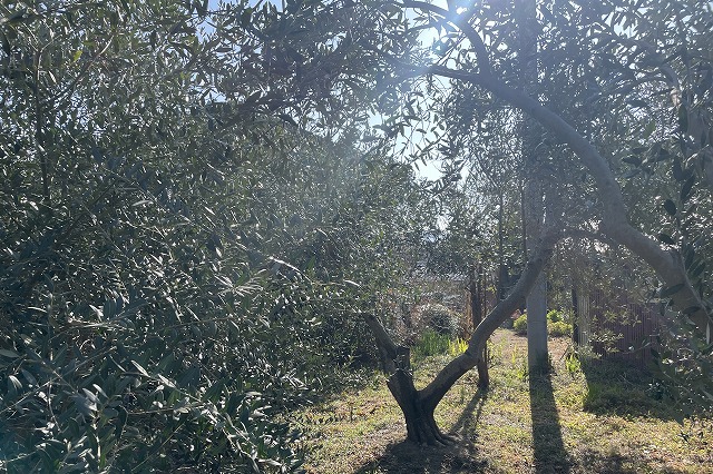 冬のレッチーノ