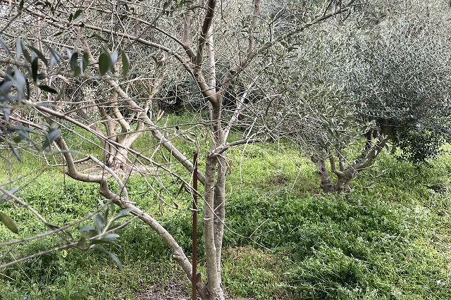 2025年4月アルベキーナの落葉