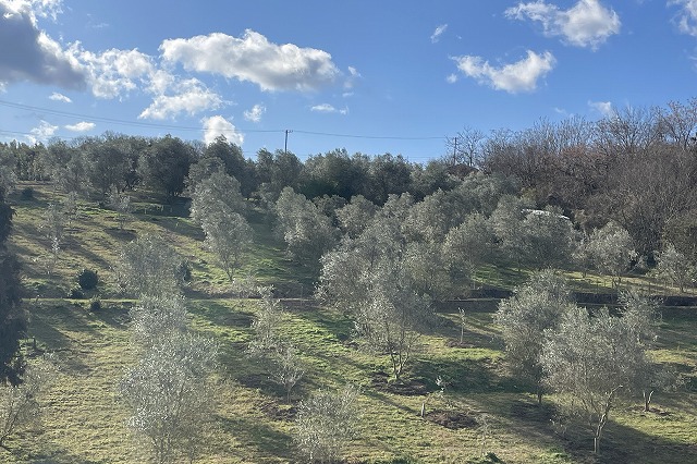 冬の三豊のオリーブ畑