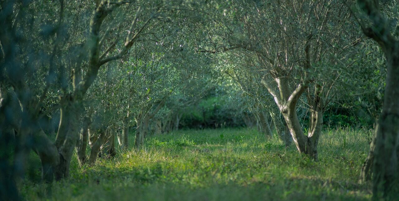 山田オリーブ園有機オリーブ畑