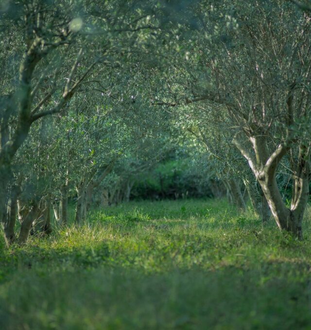 山田オリーブ園有機オリーブ畑