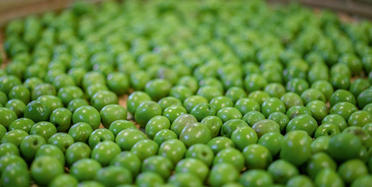 山田オリーブ園オリーブの果実