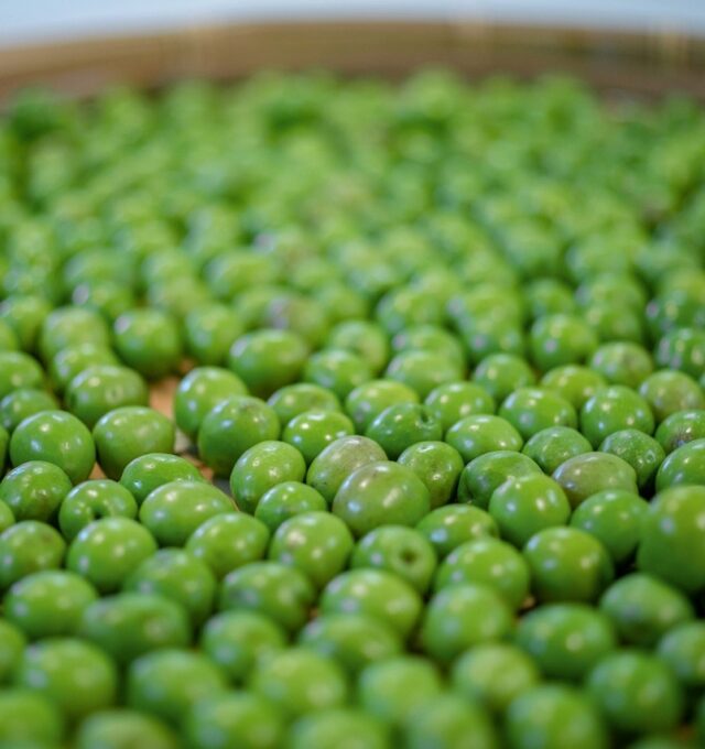 山田オリーブ園オリーブの果実