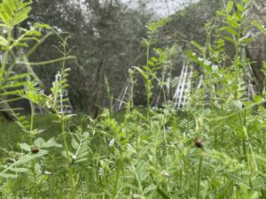 畑の雑草「カラスノエンドウ」を最高の緑肥にする