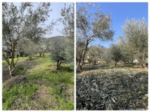 SDGsではなくケチな農家