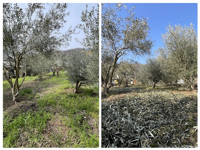 オリーブ畑の剪定枝前後