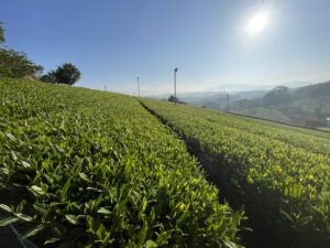 お茶を作り続けてきた農家／香川県高瀬茶の現場／抹茶ブーム